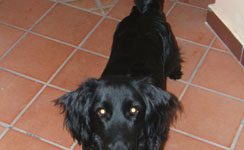 Cocker
