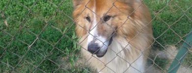 Collie