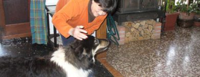Collie