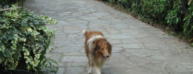 Collie