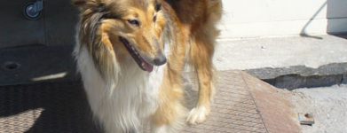 Collie puro