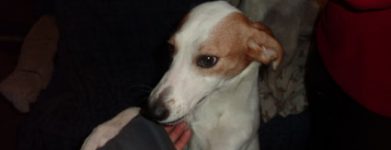 Cucciola