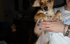 Cucciola femmina