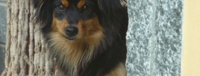 Cucciola