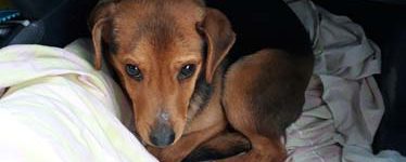 Cucciolino