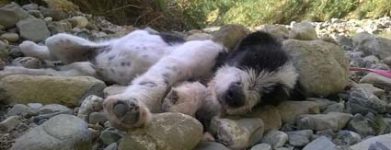 Cucciolo