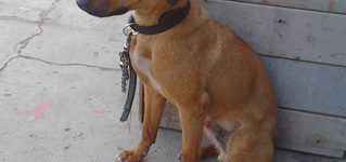 Cucciolo