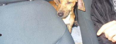 Cucciolo