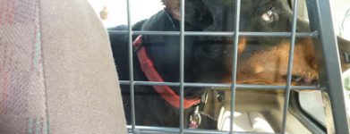 Dobermann