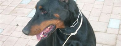 Dobermann