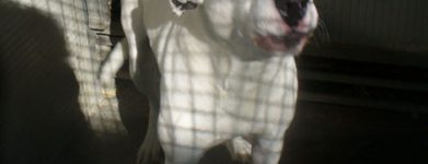 Dogo