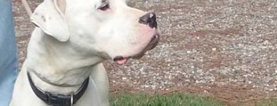dogo femmina