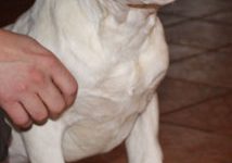 Dogo
