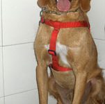 Duca