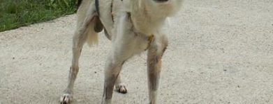 Fido