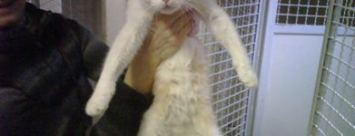 Gatti