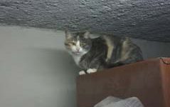 Gattina