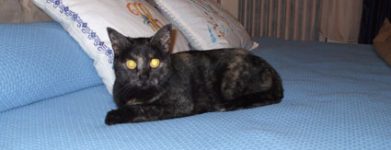 Gattini