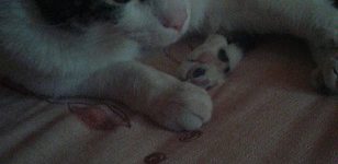 Gatto