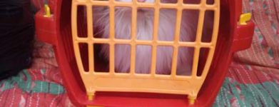 Gatto