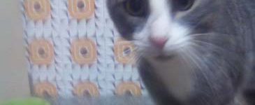 Gatto affettuoso