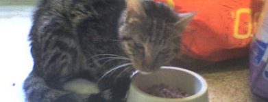 Gatto