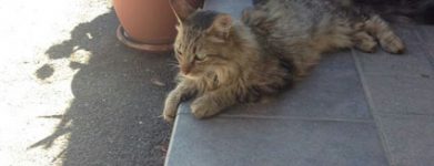 Gattone