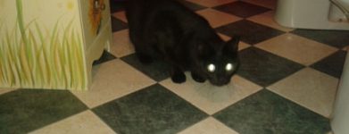 Gatto nero