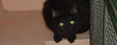 Gatto nero