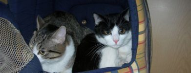 Gino e Michele