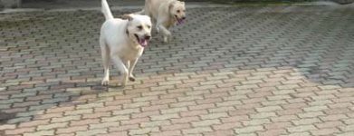 Incrocio Labrador