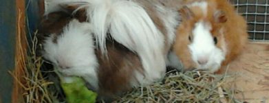 Cavia