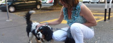 Cavalier King