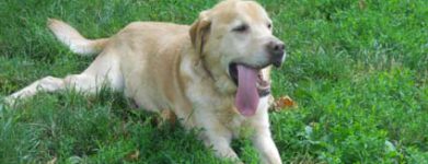 Labrador