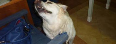 Labrador