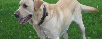 Labrador