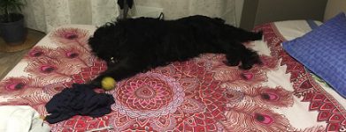Leo