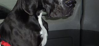 Leon