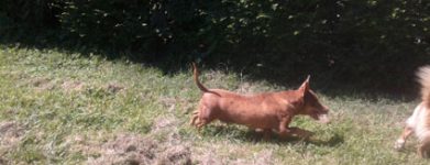 Lillo