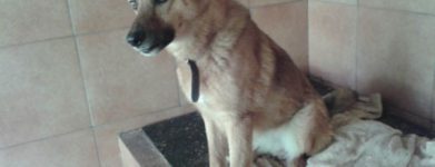 Lulù
