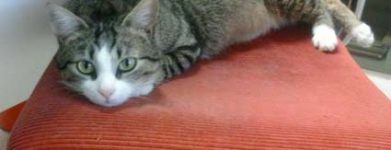 Maffy