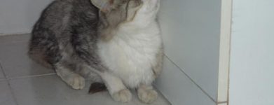 Mamma