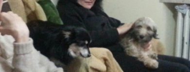 2 cuccioli maschi