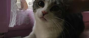 Micina