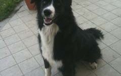 Mini border collie
