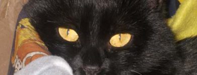 Nala
