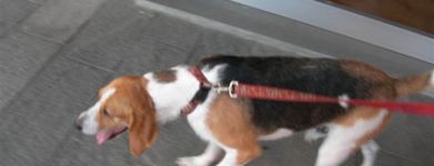Napù