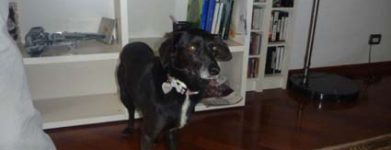 Nerina