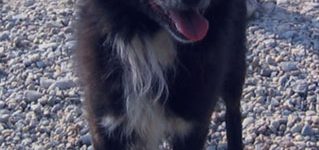 Omero