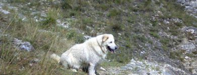 Otto